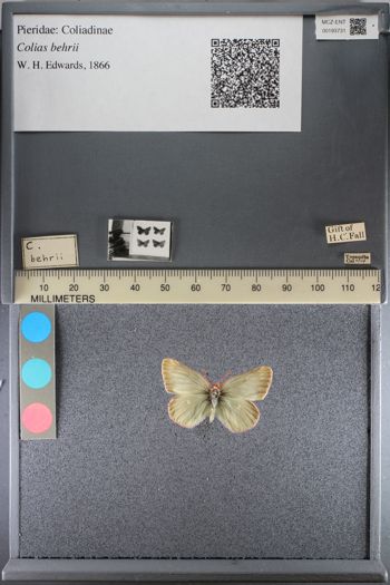 Media type: image;   Entomology 193731